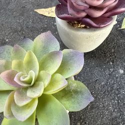 Imitation succulents in nice little pots:)