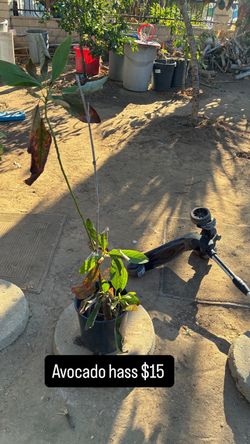 Plants for sale