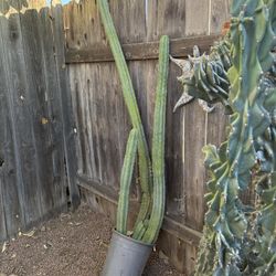 Large San Pedro Cactus Very Tall 64” H Happy Heathy Well Rooted In Pot 