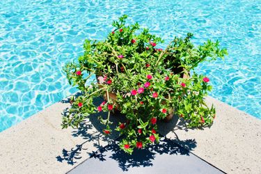 Baby Sun Rose (Aptenia cordifolia) in a terracotta pot
