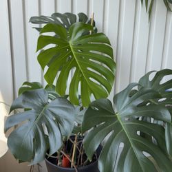 Plants For Sale 🪴 🤑 