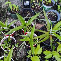 Florida Special Pineapple Plants