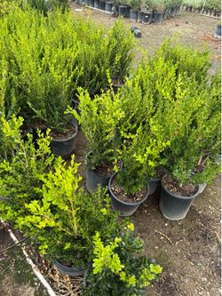 Green beauty boxwood 5 gal
