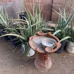 Extra Large Monster Size Aloe Plants available