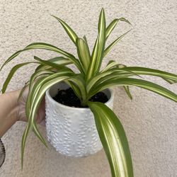 Variegated Spider Plant With Pot