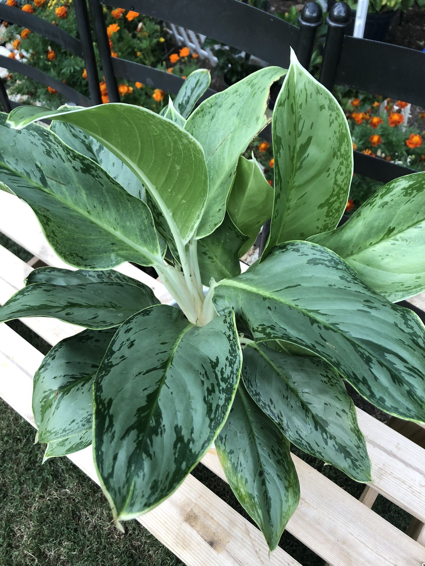 Beautiful Aglaonema silver bay live plant with beautiful white pot