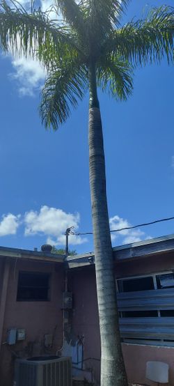 FREE PALM TREE
