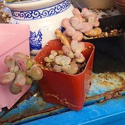 Succulents Plants 2 In Potted Pick Up In Upland 