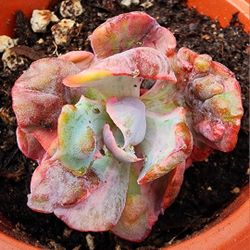 Succulents Plants Variegated Echeveria Beyonce Pick Up In Upland Or Ship To You
