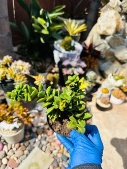 Crassula 'Springtime' Succulent