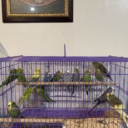 Jaulas