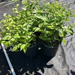 3g Arabian jasmine