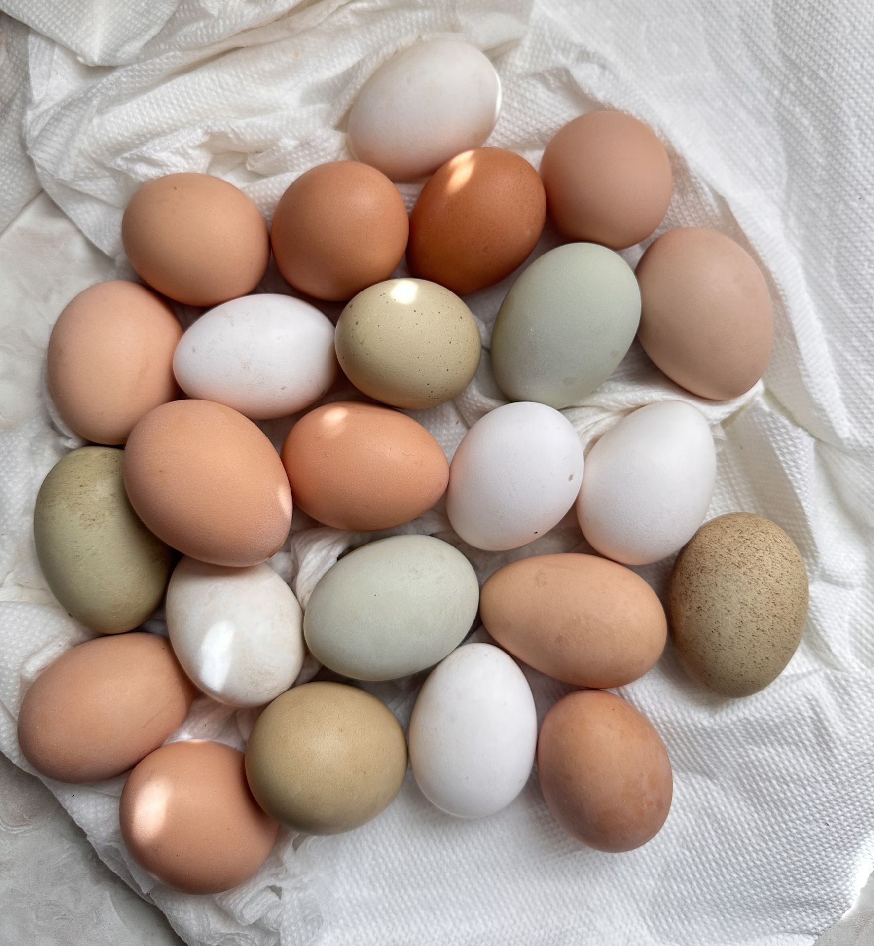 Chicken Eggs