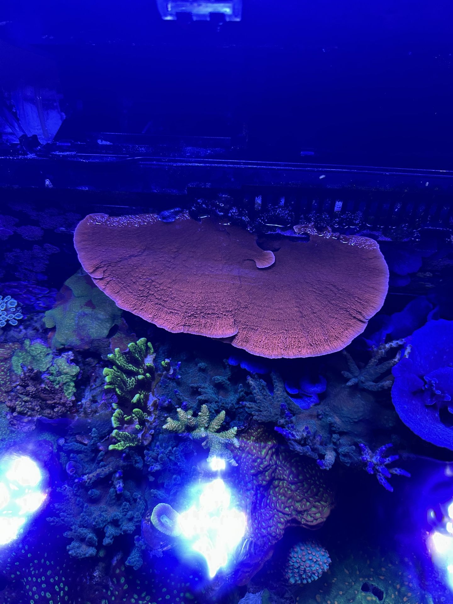 Red Monti