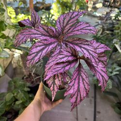6” Beautiful Pink Begonia 