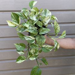 6” snow queen pothos