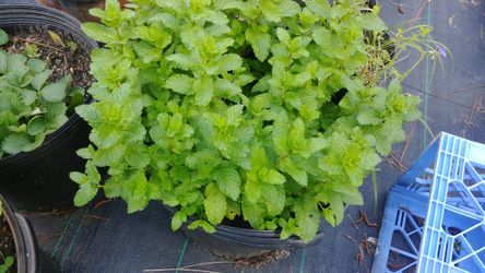 Large Mint Plant