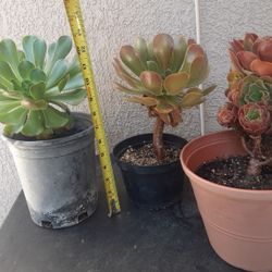 Succulents 