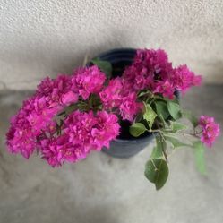 Bougainvillea, Veranera , Camellina Double Flowers Plant, Is Small Plant In 1 Gallón Pot Pick Up Only