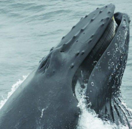 Two Whale Watch Tickets! You Choose The Date And Time!