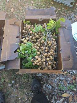 Fallbrook Fresh organic longan fruit for sale $5 for one lb