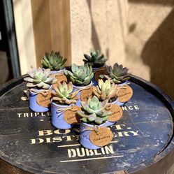 Succulent Gifts / Wedding / Baby Shower / Teacher / 