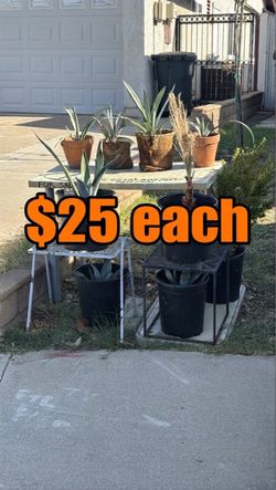 Agave, Palm and Shrub plant