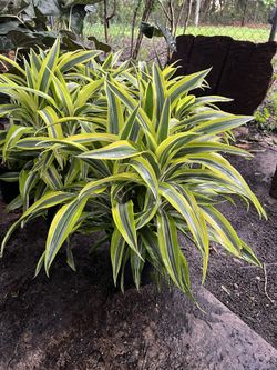 Lemon Lime Dracaena In 3 gls Pot. SPECIAL PRICE 🤩