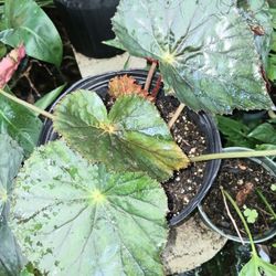 Black Leaf Begonia Rare