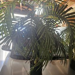 Two House Plants