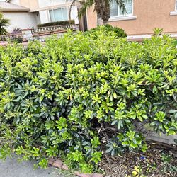 Free Hedges Free Bushes Bush Plant Tree Live Plant