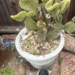 Cactus