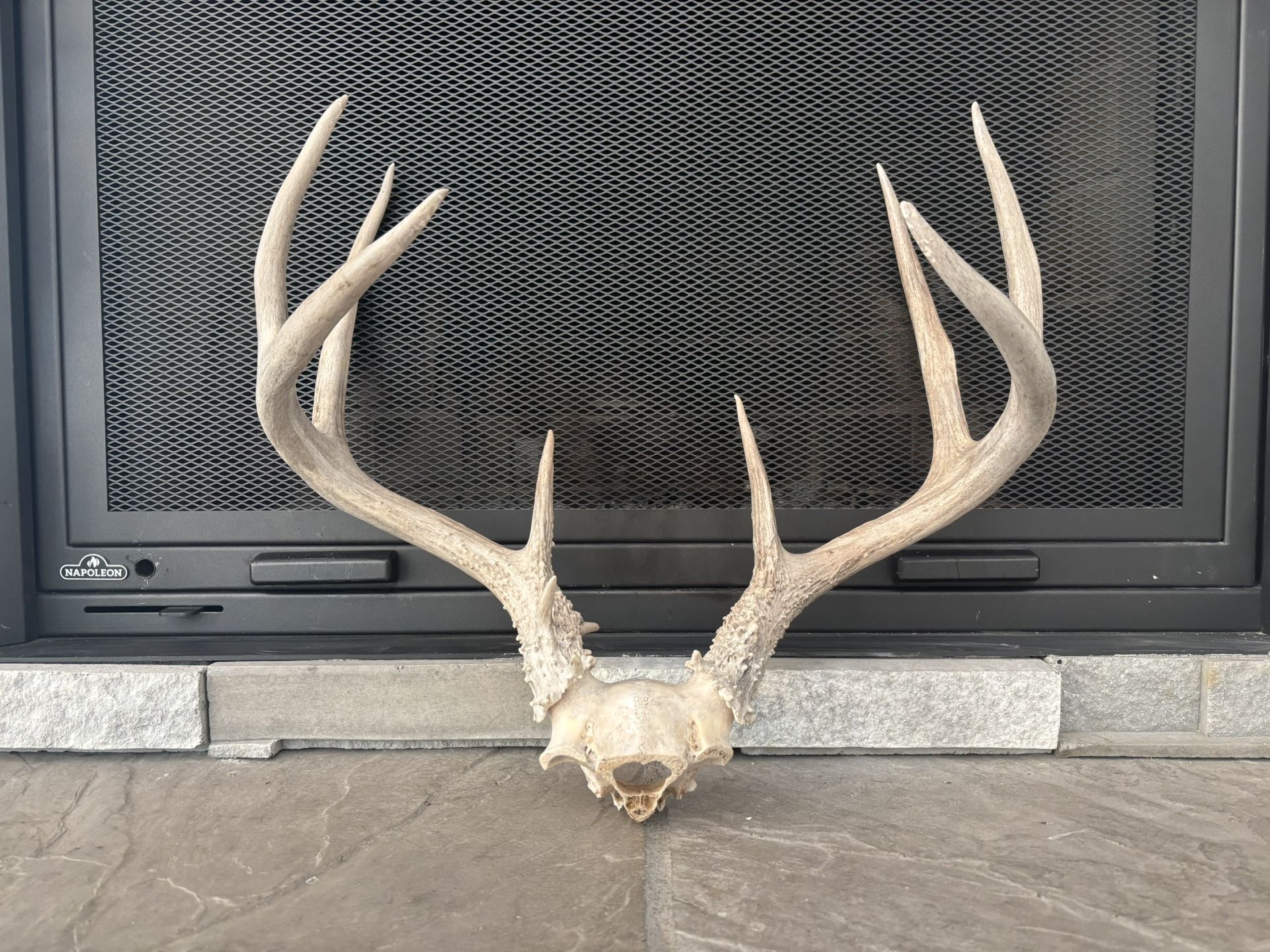 4 Pointer White Tail Deer Antlers