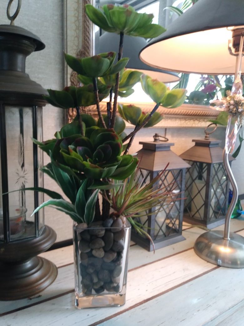 Succulents in glass vase