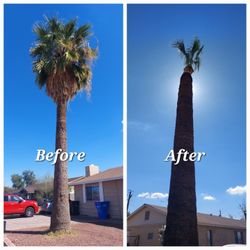 Palm Trimming