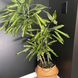 corn plant (dracaena fragrans)