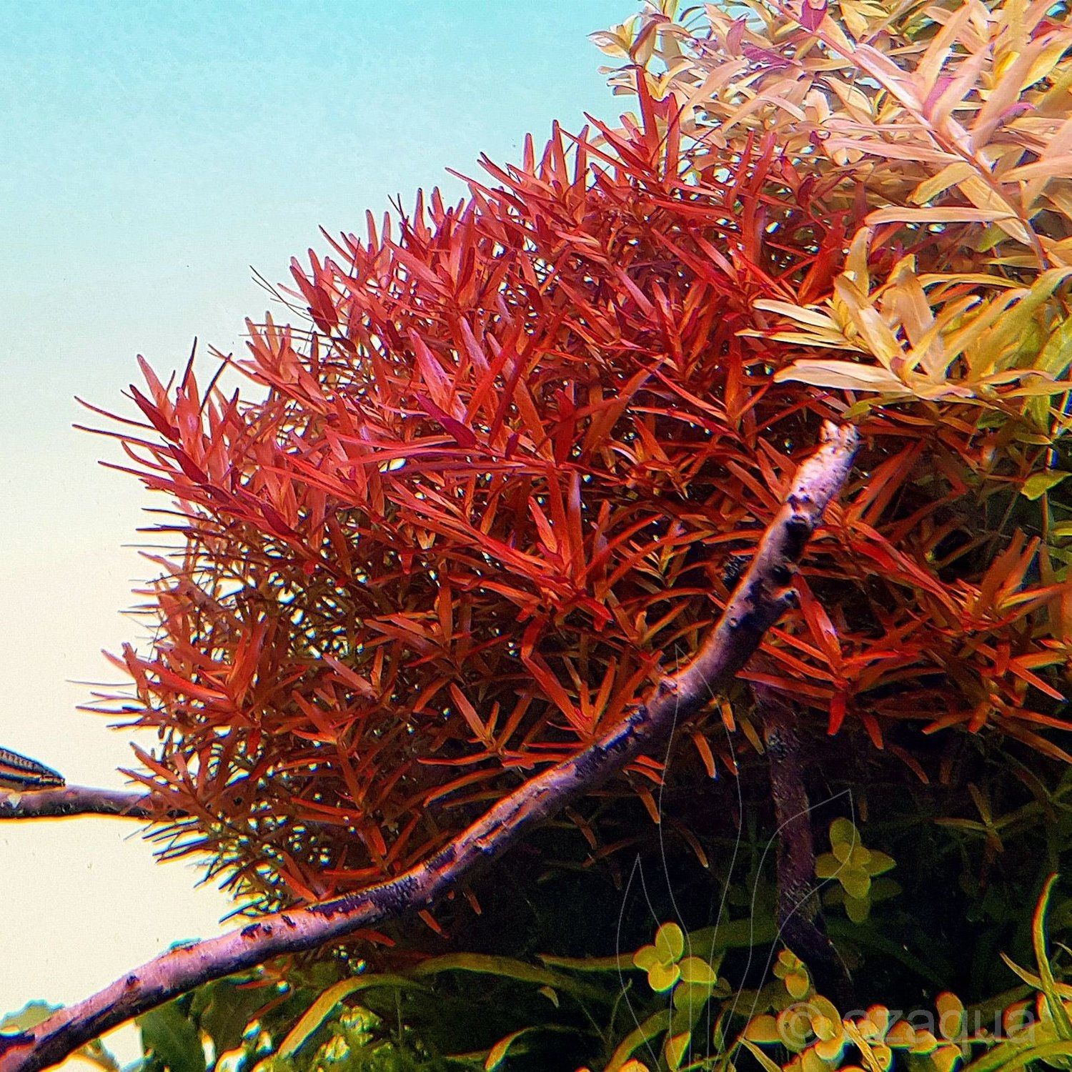 Rotala Vietnam Large Bundle Live Aquarium Plant For Fish Tanks