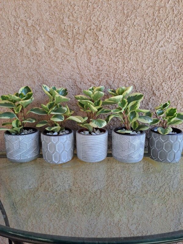 Indoor Pepperomia Plants 