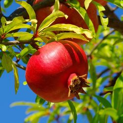 In-Person Delivery & Landscaping Available: Red Wonderful Pomegranate Tree – The Royal Jewel of the Garden!  Red Wonderful Pomegranate Tree Where Eleg