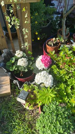 Flowers