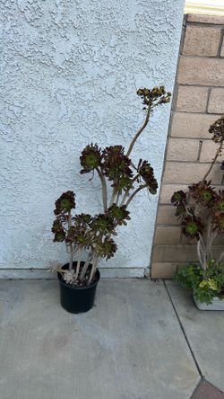 SUCCULENTS
