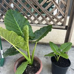 Plantas  De Oreja De Elefante 🐘 En Venta 