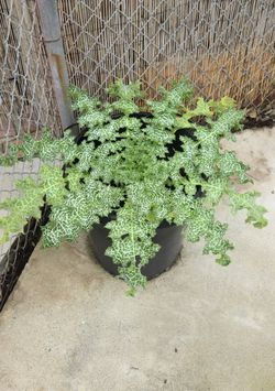 Milk Thistle Plant In 15 Gallon Black Pot