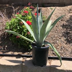 Blue Agave