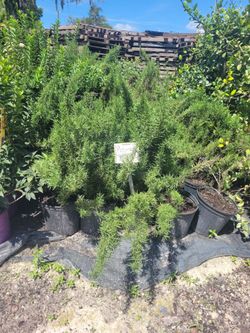 Fresh Rosemary 3 gallon 10$