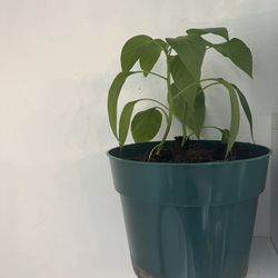 picante Verde Conocido Como Jalapeños 