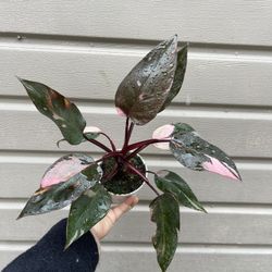 4” pink princess philodendron