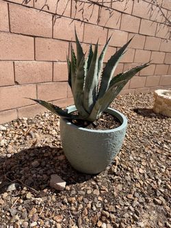 Nice agave plant