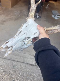 Real deer skull