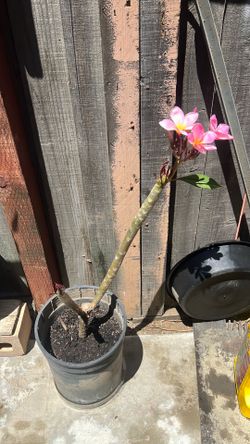 Plumaria